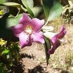 Lagunaria patersonia 花