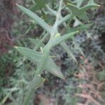 Colletia paradoxa Лист