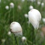 Eriophorum scheuchzeri Fula