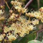Julbernardia globiflora Floro