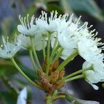 Rhododendron columbianum Flor