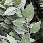 Ruscus aculeatus Blad