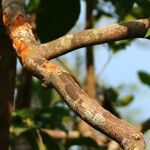 Aglaia elaeagnoidea Rhisgl