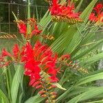 Crocosmia aurea Blomst