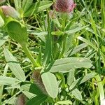 Trifolium rubens Лист