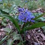 Scilla bifoliaFloare