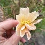 Oenothera stricta Blomst