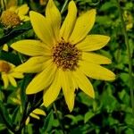 Helianthus decapetalus Цветок