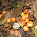 Garcinia epunctata Συνήθη χαρακτηριστικά