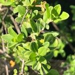 Salvia × jamensis Leaf