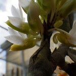 Calyptrochilum emarginatum Λουλούδι
