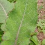 Lactuca virosa Foglia