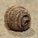 Medicago scutellata Fruto