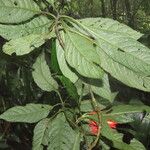 Aphelandra tridentata Leaf