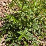 Agrimonia eupatoria Leaf
