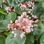 Begonia obliqua Lorea