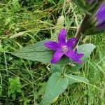 Campanula glomerata Hoja