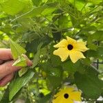 Thunbergia alataFlower