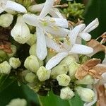 Cornus alba Λουλούδι