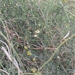 Asparagus plocamoides Arall