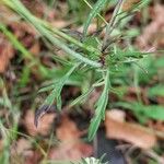 Scabiosa triandra Leaf