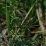 Lysimachia minima Hábito