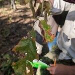 Quercus stellata List