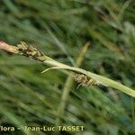 Carex vaginata Квітка