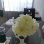 Chrysanthemum × morifolium Blodyn