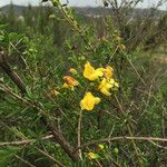 Keckiella antirrhinoides Кветка