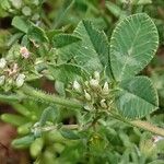 Trifolium scabrum Лист