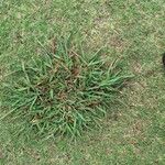 Paspalum dilatatumBlad