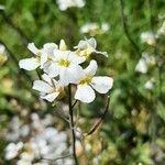 Diplotaxis erucoidesFlower