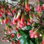 Kalanchoe manginii Цвят