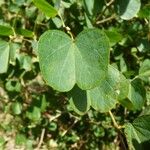 Bauhinia galpinii Folha