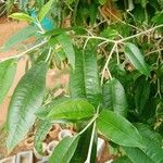 Croton gratissimus Leaf