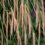 Setaria sphacelata Fiore