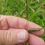 Urochloa eminii Квітка