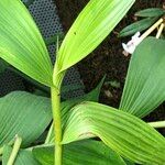 Sobralia macrantha cv. 'Alba' Habitus