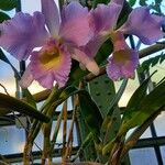 Cattleya spp. Habit