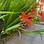 Crocosmia paniculata 花