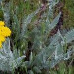 Achillea clypeolata Flower