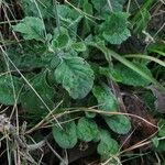 Scabiosa vestita Frunză