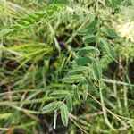 Astragalus canadensis Leaf