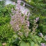 Salvia sclarea Flower