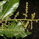 Microdesmia arborea Alkat (teljes növény)