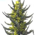 Puya chilensis Beste bat