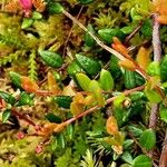 Vaccinium oxycoccos ഇല