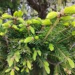 Picea abiesLeaf