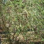 Melaleuca huegelii Hoja